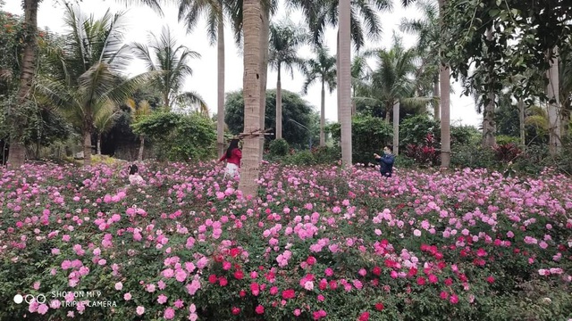 Hơn một triệu bông hồng nở hoa rực rỡ khắp Ecopark - Ảnh 2.