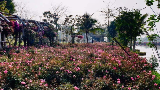 Hơn một triệu bông hồng nở hoa rực rỡ khắp Ecopark - Ảnh 3.
