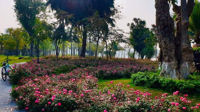 Hơn một triệu bông hồng nở hoa rực rỡ khắp Ecopark - Ảnh 6.