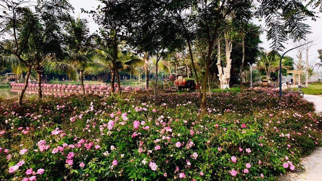 Hơn một triệu bông hồng nở hoa rực rỡ khắp Ecopark - Ảnh 7.