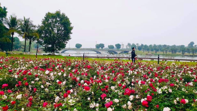 Hơn một triệu bông hồng nở hoa rực rỡ khắp Ecopark - Ảnh 9.