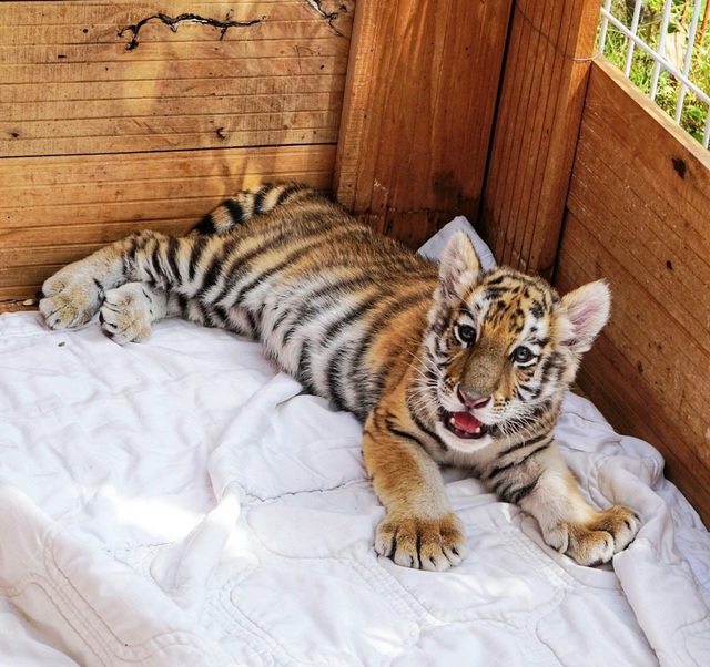 Dân mạng phấn khích với chú hổ Bengal đáng yêu hết nấc tại FLC Zoo Safari Park Quy Nhon - Ảnh 2.