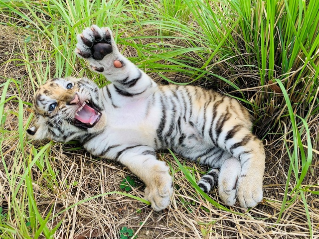 Dân mạng phấn khích với chú hổ Bengal đáng yêu hết nấc tại FLC Zoo Safari Park Quy Nhon - Ảnh 5.