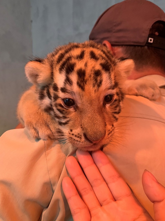 Dân mạng phấn khích với chú hổ Bengal đáng yêu hết nấc tại FLC Zoo Safari Park Quy Nhon - Ảnh 6.