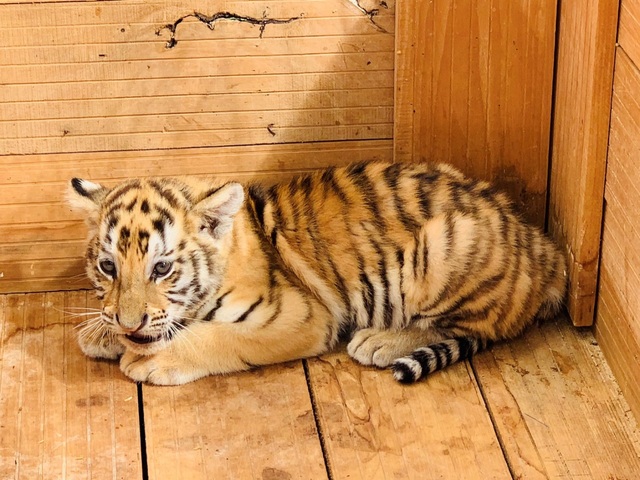 Dân mạng phấn khích với chú hổ Bengal đáng yêu hết nấc tại FLC Zoo Safari Park Quy Nhon - Ảnh 1.