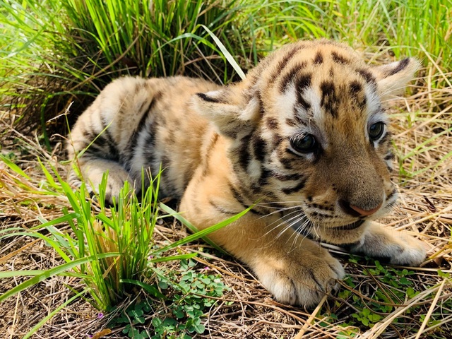 Dân mạng phấn khích với chú hổ Bengal đáng yêu hết nấc tại FLC Zoo Safari Park Quy Nhon - Ảnh 4.