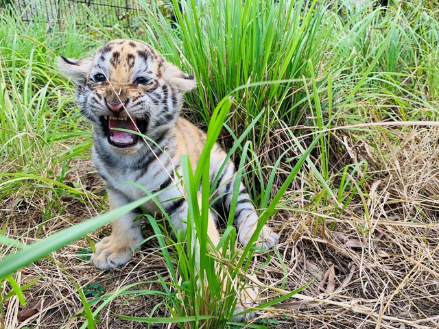 Dân mạng phấn khích với chú hổ Bengal đáng yêu hết nấc tại FLC Zoo Safari Park Quy Nhon - Ảnh 7.