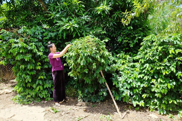 Chủ tịch HĐQT Detech Coffee: Đưa giá trị thật của cà phê Việt đến tận tay người tiêu dùng - Ảnh 2.