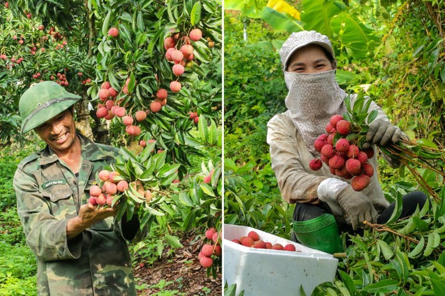 Hành trình vượt tâm dịch đi tìm ‘miền đất hứa’ của vải thiều Bắc Giang - Ảnh 4.