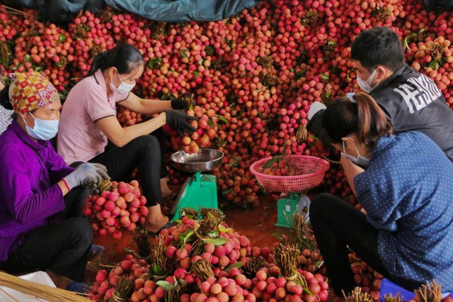 Hành trình vượt tâm dịch đi tìm ‘miền đất hứa’ của vải thiều Bắc Giang - Ảnh 6.