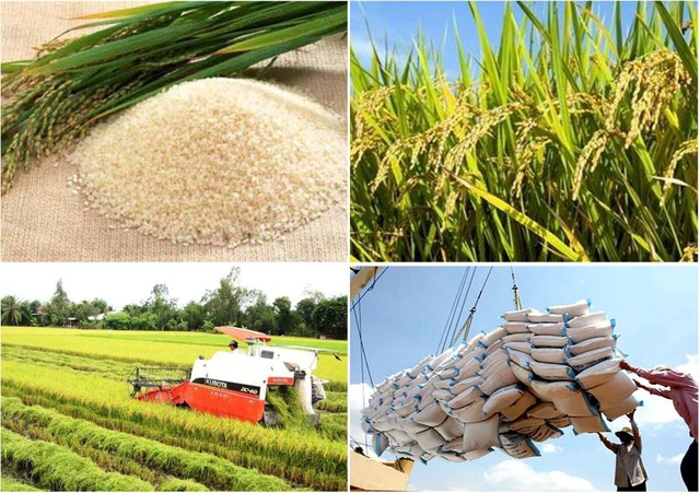 Asia representative: Business in the time of Covid - What direction for rice exporters?  - Photo 1.