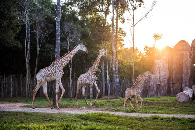 Khám phá cuộc sống hoang dã “thời giãn cách” bên trong công viên bảo tồn lớn bậc nhất châu Á - Ảnh 9.