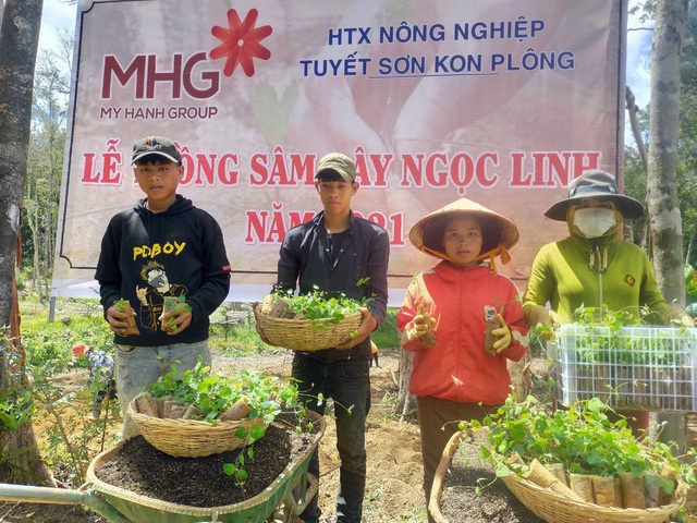 Mỹ Hạnh Group và định hướng ứng dụng công nghệ cao cho vườn sâm Ngọc Linh MHG - Ảnh 2.