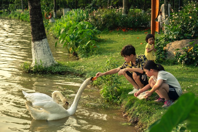 Chim Công, Vịt Trời, Thiên Nga làm tổ trong khu đô thị Ecopark - Ảnh 6.