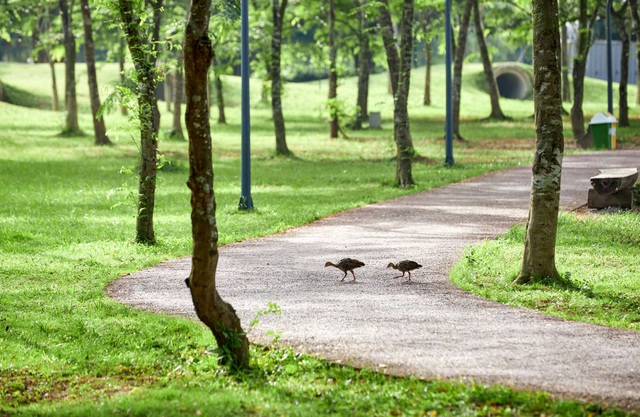Chim Công, Vịt Trời, Thiên Nga làm tổ trong khu đô thị Ecopark - Ảnh 9.