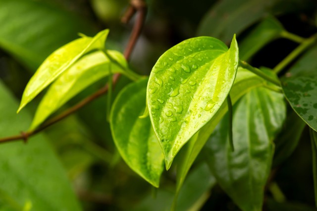Kh&aacute;m ph&aacute; th&agrave;nh phần thảo dược l&agrave;nh t&iacute;nh của sữa tắm s&aacute;ng da, kh&aacute;ng khuẩn La&rsquo;Petal - Ảnh 1.