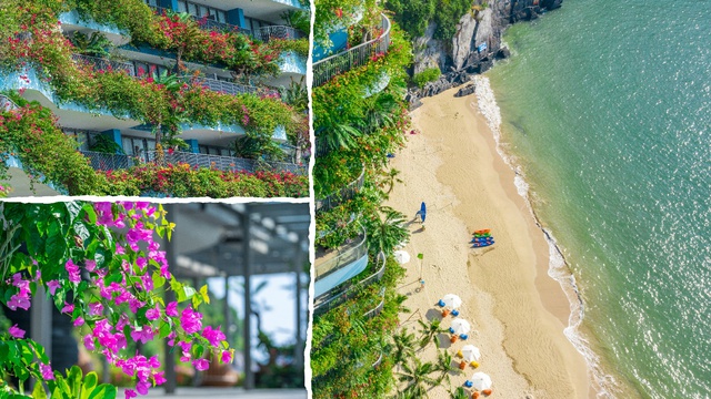 Thương nhớ m&ugrave;a hoa đẹp nhất nơi vịnh &Aacute;nh Dương - Ảnh 2.
