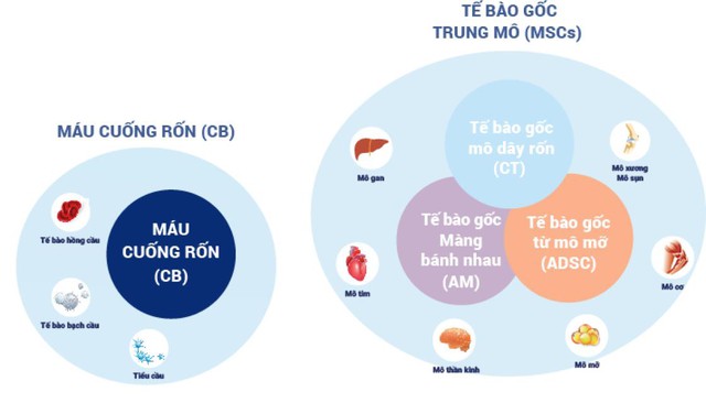 Có nên lưu trữ tế bào gốc cho bé? - Ảnh 1.