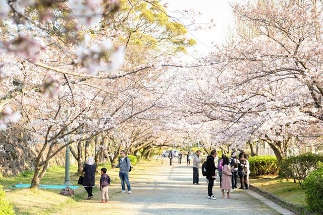 Người yêu Nhật Bản hướng về Fukuoka - quê hương món Tonkotsu ramen nức tiếng vào mùa anh đào nở rộ - Ảnh 1.