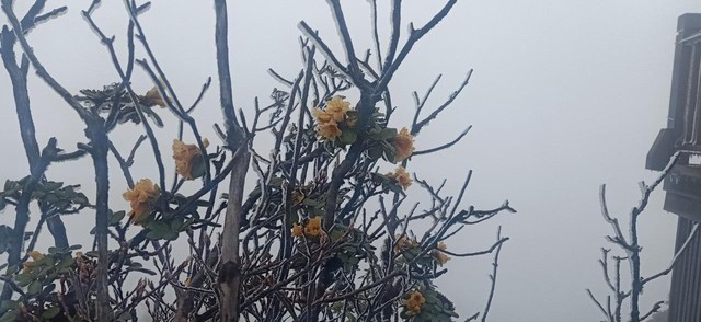 Lên đỉnh Fansipan mùa tháng 4 để ngắm ngàn hoa khoe sắc - Ảnh 3.