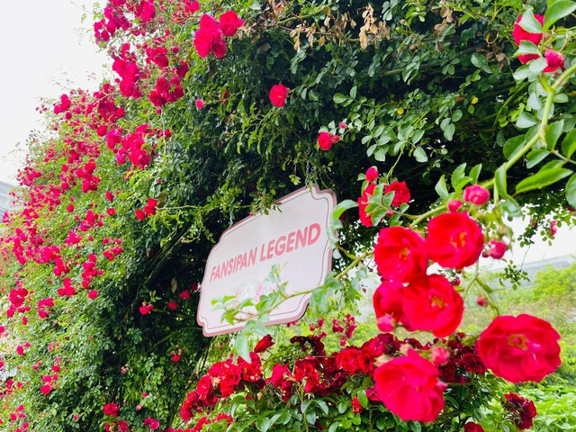 Hồng leo đỏ rực thung lũng hoa hồng Fansipan mùa tháng 5 - Ảnh 4.