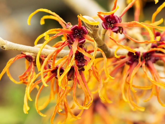 Witch Hazel - B&iacute; quyết l&agrave;m đẹp đa năng cải tổ l&agrave;n da từ nhiều tổn thương th&agrave;nh &ldquo;kh&ocirc;ng tỳ vết&rdquo; - Ảnh 1.