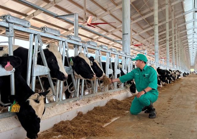  Vinamilk nhập đàn bò sữa 1000 con từ Mỹ về trang trại bò sữa  Lao-Jagro tại Lào  - Ảnh 5.