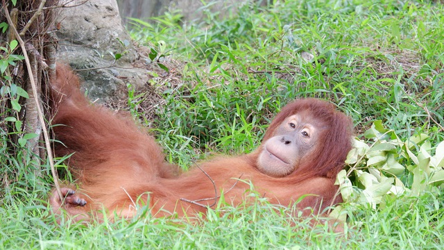 “Biệt đội phản ứng nhanh” của Vinpearl Safari Phú Quốc - Ảnh 2.