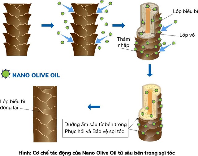 Cha đẻ khẩu trang Wakamono diệt Corona virut 99% bất ngờ ra mắt dầu gội ngăn rụng tóc công nghệ nano dầu olive - Ảnh 3.