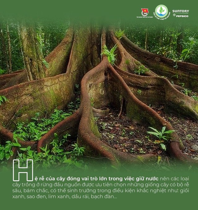 Giải mã các loại cây bản địa được chọn gieo mầm trong chương trình Triệu cây xanh - Vì một Việt Nam xanh - Ảnh 2.