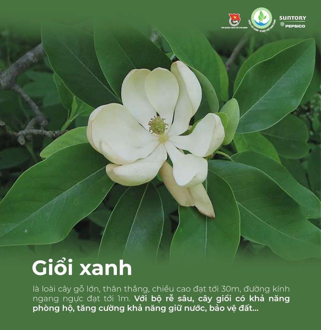 Giải mã các loại cây bản địa được chọn gieo mầm trong chương trình Triệu cây xanh - Vì một Việt Nam xanh - Ảnh 3.