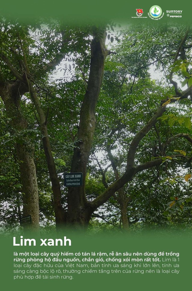 Giải mã các loại cây bản địa được chọn gieo mầm trong chương trình Triệu cây xanh - Vì một Việt Nam xanh - Ảnh 5.
