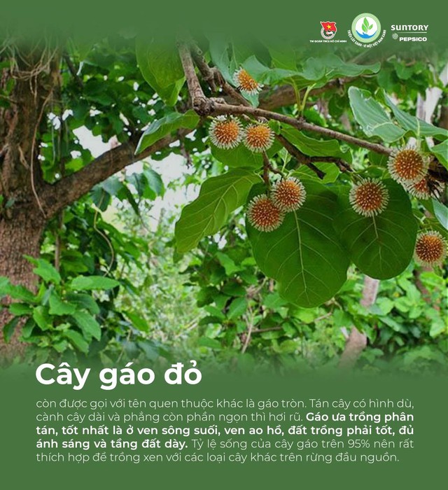 Những loại cây trồng giữ nước đầu nguồn của Suntory PepsiCo Việt Nam - Ảnh 7.