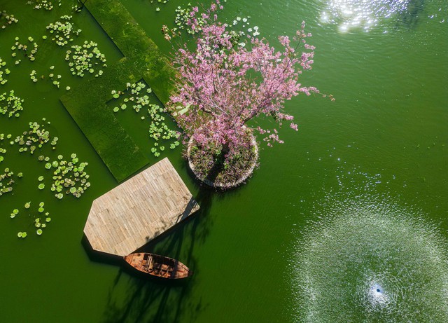 “Độc lạ Đà Lạt Tết Quý Mão 2023” - Ngắm hoa mai anh đào mọc giữa hồ nước mênh mông - Ảnh 2.