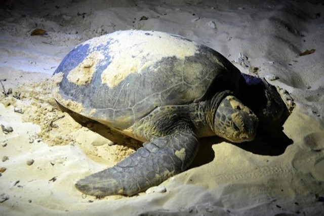 Bỏ túi kinh nghiệm du lịch Côn Đảo xem rùa đẻ trứng - Ảnh 1.