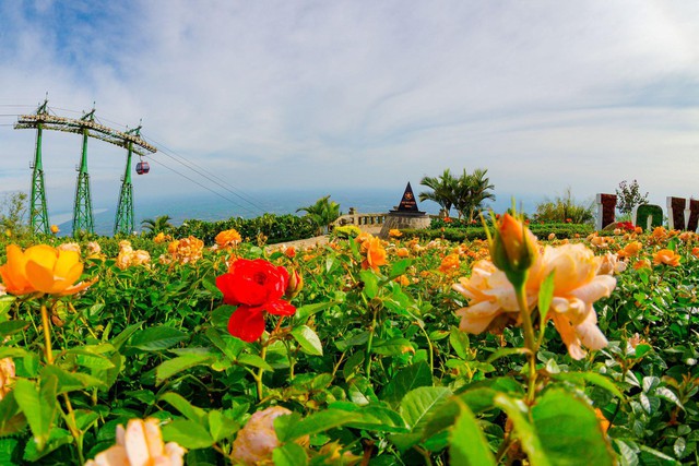 Mê mẩn ngắm hàng vạn cánh hồng trên “đệ nhất thiên sơn” - Ảnh 1.