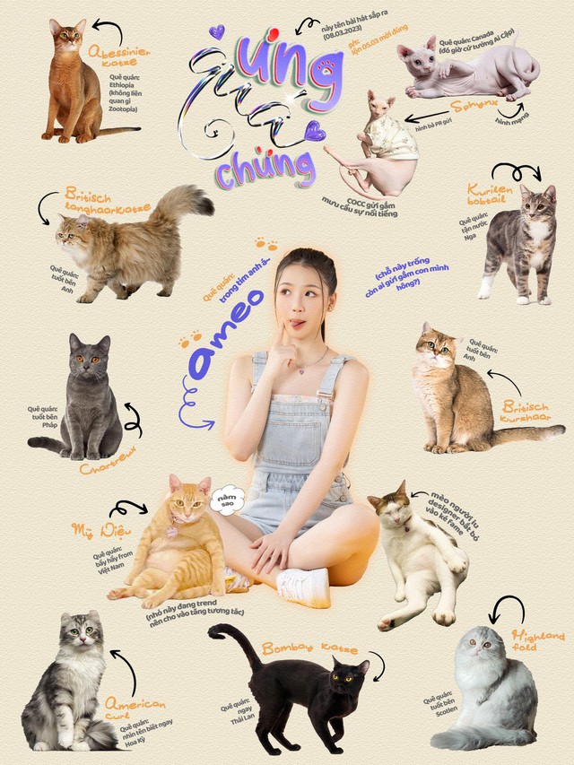 Tiểu sử về chung cư mèo nhà khế Thúi  Chung cư mèo  By Gia Đình khế Thúi   Facebook