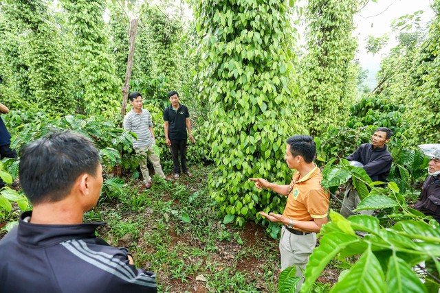 Bechamp Đắk Nông mang khát vọng nâng tầm nông sản hữu cơ Việt - Ảnh 2.