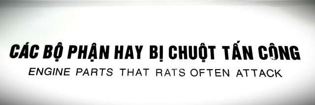 Rats Away - Chống chuột chuyên dụng cho ô tô - Ảnh 3.