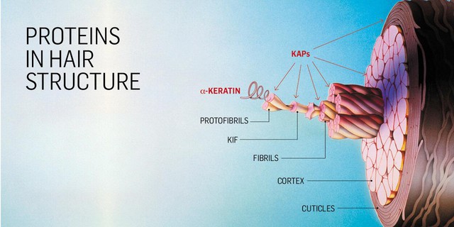 95% tóc là protein - sự thật ít ai biết!! - Ảnh 1.