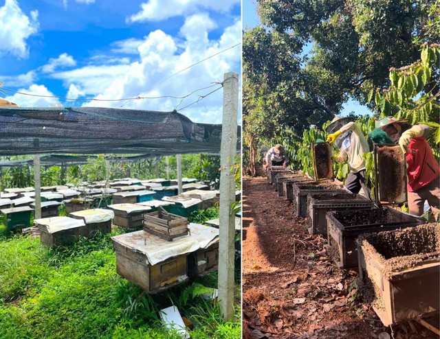 Bí quyết làm nên mật ong nguyên chất, đưa “bảo vật” của núi rừng Tây Nguyên đi khắp cả nước - Ảnh 2.