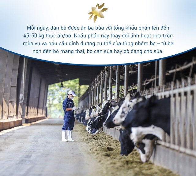 “Nhà bếp 5 sao” của những cô bò hạnh phúc tại trang trại TH - Ảnh 1.