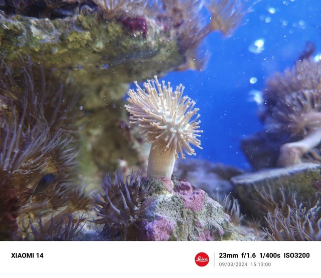 Leica x Xiaomi: H&agrave;nh tr&igrave;nh hợp t&aacute;c chiến lược n&acirc;ng tầm nhiếp ảnh di động - Ảnh 2.