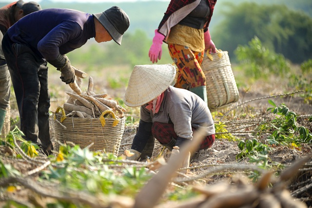 Thay đổi phương pháp trồng khoai mì mới theo Ajinomoto, nông dân bội thu vụ mùa - Ảnh 1.