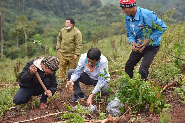 ABBank tặng 50.000 cây gỗ lớn cho người dân Quảng Bình- Ảnh 2.