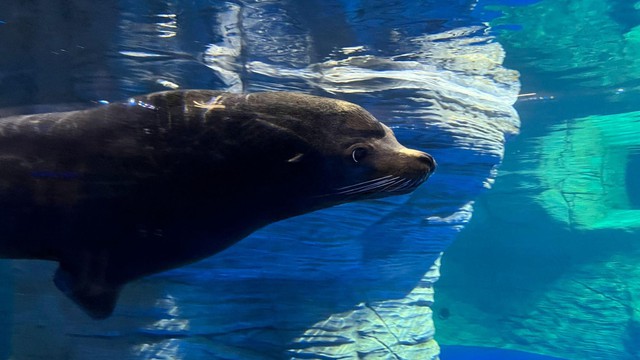 Những chú sư tử biển California cực dễ thương lần đầu tiên xuất hiện tại Việt Nam - Ảnh 4.