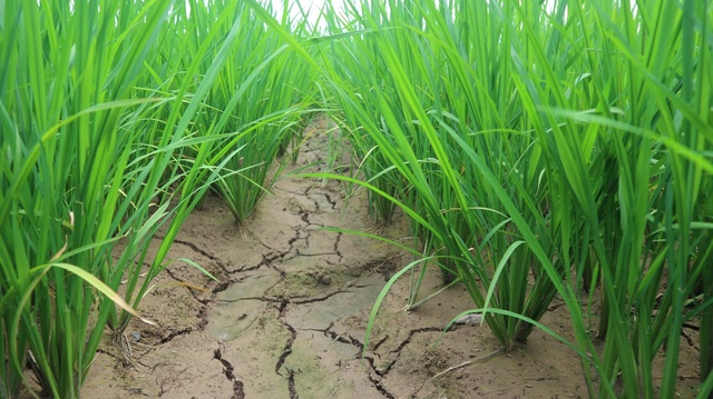 Nghiên cứu giảm phát thải và tạo tín chỉ carbon trong canh tác lúa bền vững tại Việt Nam - Ảnh 2.