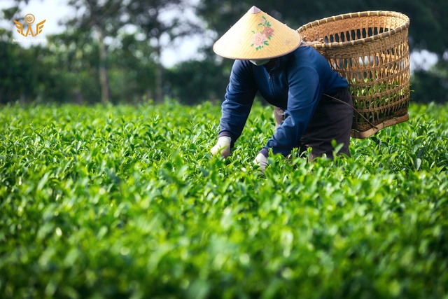Trà Việt chất lượng cao - hành trình tạo nên túi trà WAO - Ảnh 2.