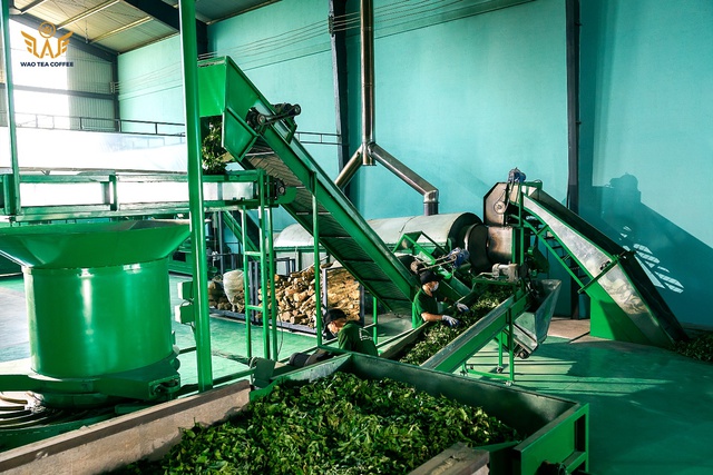 Trà Việt chất lượng cao - hành trình tạo nên túi trà WAO- Ảnh 2.
