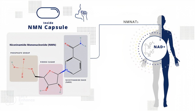 FDA tái công nhận NMN: Mở ra kỷ nguyên chống lão hóa mới- Ảnh 1. FDA tái công nhận NMN: Mở ra kỷ nguyên chống lão hóa mới- Ảnh 1.